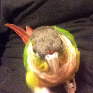 ワキコガネアカオウロコインコ ちょび 鳥フォトコンテストvol.017 テーマ「歩く」結果発表