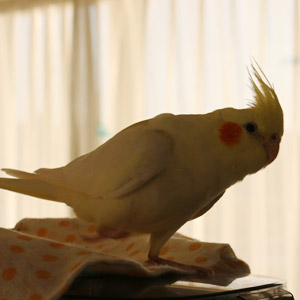 オカメインコ 碧 鳥フォトコンテストvol.017 テーマ「歩く」結果発表