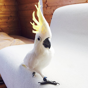 コバタン クー 鳥フォトコンテストvol.017 テーマ「歩く」結果発表