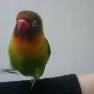 ボタンインコ そう 鳥フォトコンテストvol.017 テーマ「歩く」結果発表