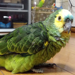 ボウシインコ ゴードン 鳥フォトコンテストvol.017 テーマ「歩く」結果発表
