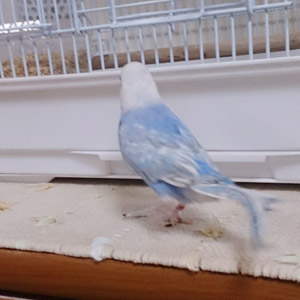 セキセイインコ ピッピ 鳥フォトコンテストvol.017 テーマ「歩く」結果発表
