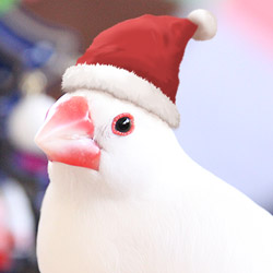 メリークリスマス!