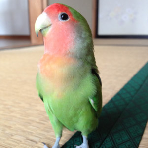 コザクラインコ よつば 鳥フォトコンテストvol.017 テーマ「歩く」結果発表
