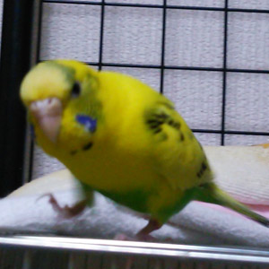 セキセイインコ レモン 鳥フォトコンテストvol.017 テーマ「歩く」結果発表