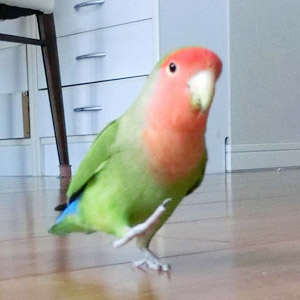 コザクラインコ にっち 鳥フォトコンテストvol.017 テーマ「歩く」結果発表