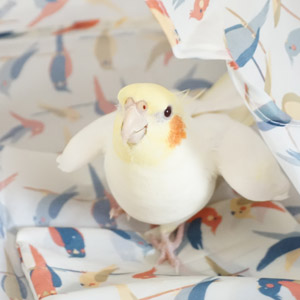オカメインコ れもん 鳥フォトコンテストvol.017 テーマ「歩く」結果発表