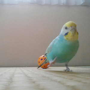 セキセイインコ ぴー 鳥フォトコンテストvol.017 テーマ「歩く」結果発表