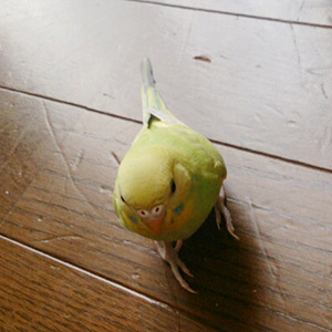 セキセイインコ だいまる 鳥フォトコンテストvol.017 テーマ「歩く」結果発表