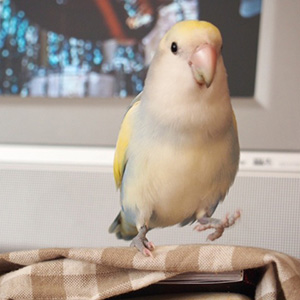 コザクラインコ クー 鳥フォトコンテストvol.017 テーマ「歩く」結果発表