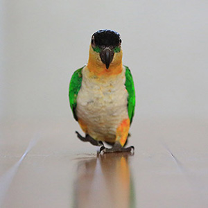 ズグロシロハラインコ ズー子 鳥フォトコンテストvol.017 テーマ「歩く」結果発表