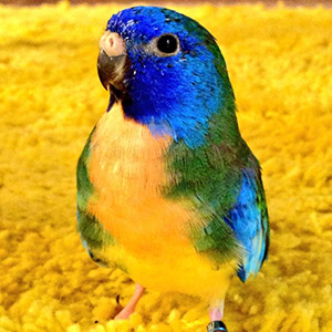 ヒムネキキョウインコ MER 鳥フォトコンテストvol.017 テーマ「歩く」結果発表
