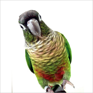 ホオミドリアカオウロコインコ CHIRYU 鳥フォトコンテストvol.017 テーマ「歩く」結果発表