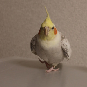 オカメインコ 勘吉 鳥フォトコンテストvol.017 テーマ「歩く」結果発表