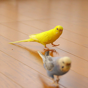 セキセイインコ パイン・ピア 鳥フォトコンテストvol.017 テーマ「歩く」結果発表