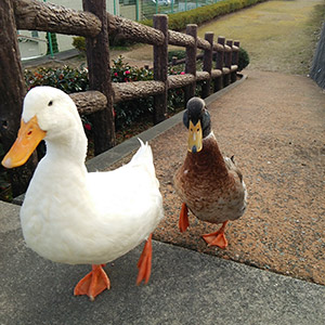 アヒル・アイガモ わら・ぺー 鳥フォトコンテストvol.017 テーマ「歩く」結果発表