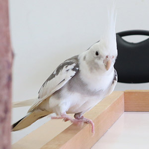 オカメインコ ぴいすけ 鳥フォトコンテストvol.017 テーマ「歩く」結果発表