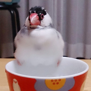 鳥フォトコンテスト「瞳」さん