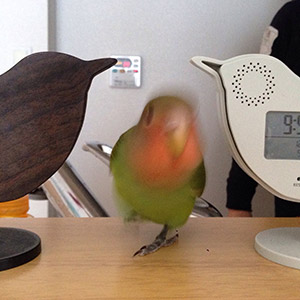 コザクラインコ もも 鳥フォトコンテストvol.017 テーマ「歩く」結果発表