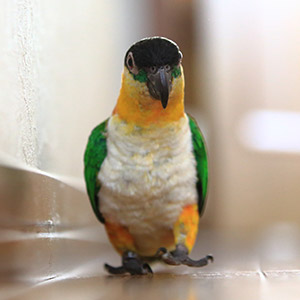 ズグロシロハラインコ ズー子 鳥フォトコンテストvol.017 テーマ「歩く」結果発表