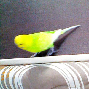 セキセイインコ ピー 鳥フォトコンテストvol.017 テーマ「歩く」結果発表