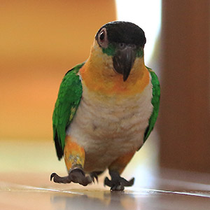 ズグロシロハラインコ ズー子 鳥フォトコンテストvol.017 テーマ「歩く」結果発表