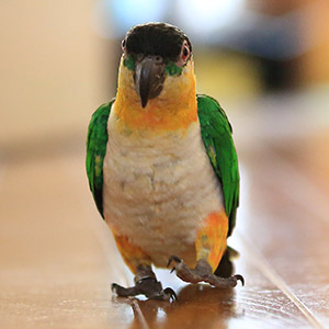 ズグロシロハラインコ ズー子 鳥フォトコンテストvol.017 テーマ「歩く」結果発表