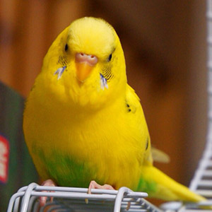 セキセイインコ ちろる 鳥フォトコンテストvol.018 テーマ「もふもふ」結果発表