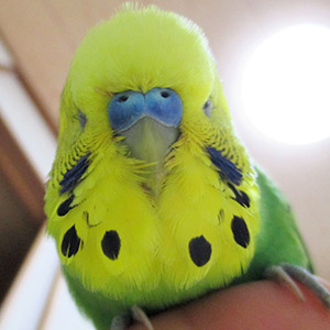 セキセイインコ なみ 鳥フォトコンテストvol.018 テーマ「もふもふ」結果発表