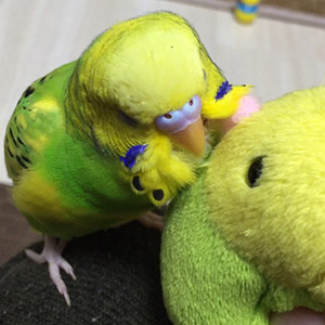 セキセイインコ ぴーちゃん 鳥フォトコンテストvol.018 テーマ「もふもふ」結果発表