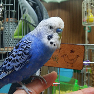 セキセイインコ アクア 鳥フォトコンテストvol.018 テーマ「もふもふ」結果発表