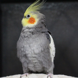 オカメインコ ぴよたん 鳥フォトコンテストvol.018 テーマ「もふもふ」結果発表