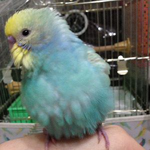 セキセイインコ シンシン 鳥フォトコンテストvol.018 テーマ「もふもふ」結果発表