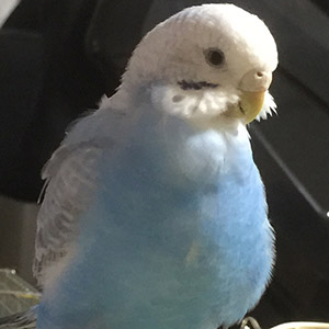 セキセイインコ プルちゃん 鳥フォトコンテストvol.018 テーマ「もふもふ」結果発表