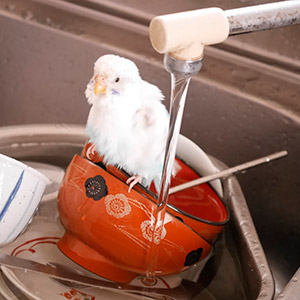 セキセイインコ ちろちゃん 鳥フォトコンテストvol.018 テーマ「もふもふ」結果発表