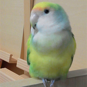 コザクラインコ のえる 鳥フォトコンテストvol.018 テーマ「もふもふ」結果発表