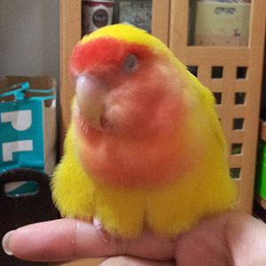 コザクラインコ ピッピ 鳥フォトコンテストvol.018 テーマ「もふもふ」結果発表
