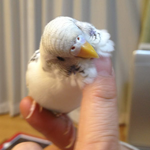 セキセイインコ ちろちゃん 鳥フォトコンテストvol.018 テーマ「もふもふ」結果発表