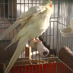 オカメインコ 碧ちゃん 鳥フォトコンテストvol.018 テーマ「もふもふ」結果発表