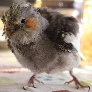 オカメインコ 霄ちゃん 鳥フォトコンテストvol.018 テーマ「もふもふ」結果発表
