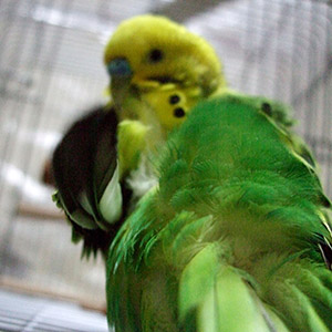セキセイインコ なみ 鳥フォトコンテストvol.018 テーマ「もふもふ」結果発表