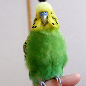 セキセイインコ なみ 鳥フォトコンテストvol.018 テーマ「もふもふ」結果発表