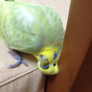 セキセイインコ きなちゃん 鳥フォトコンテストvol.018 テーマ「もふもふ」結果発表