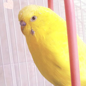 Parakeet/Budgie Perikon 鳥フォトコンテストvol.022 テーマ「換羽」結果発表