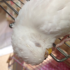 セキセイインコ いとちゃん 鳥フォトコンテストvol.022 テーマ「換羽」結果発表