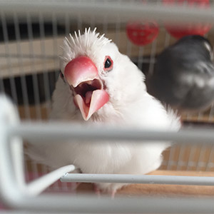 鳥フォトコンテスト「ジュディ」さん