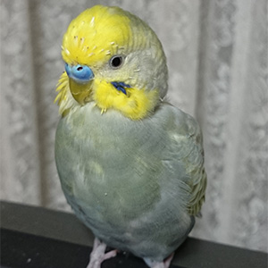 セキセイインコ チロ 鳥フォトコンテストvol.022 テーマ「換羽」結果発表
