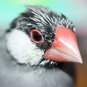 鳥フォトコンテスト「るるか」さん