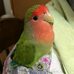コザクラインコ はなちゃん 鳥フォトコンテストvol.022 テーマ「換羽」結果発表