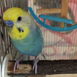 セキセイインコ ろんちゃん 鳥フォトコンテストvol.022 テーマ「換羽」結果発表